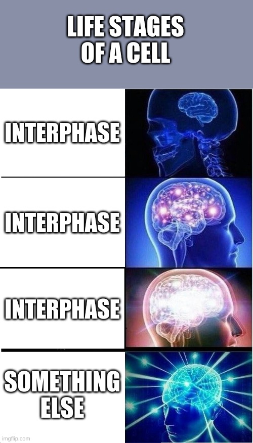 This was for school | LIFE STAGES OF A CELL; INTERPHASE; INTERPHASE; INTERPHASE; SOMETHING ELSE | image tagged in memes,expanding brain | made w/ Imgflip meme maker
