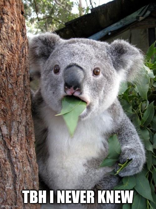 Surprised Koala Meme | TBH I NEVER KNEW | image tagged in memes,surprised koala | made w/ Imgflip meme maker