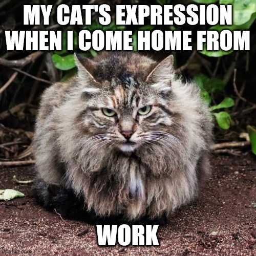 Mad cat | MY CAT'S EXPRESSION WHEN I COME HOME FROM; WORK | image tagged in cat | made w/ Imgflip meme maker