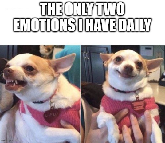 angry chihuahua happy chihuahua | THE ONLY TWO EMOTIONS I HAVE DAILY | image tagged in angry chihuahua happy chihuahua | made w/ Imgflip meme maker