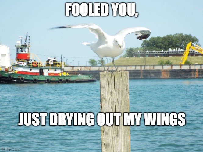 Seagull Wings | FOOLED YOU, JUST DRYING OUT MY WINGS | image tagged in wings,birds,flying | made w/ Imgflip meme maker