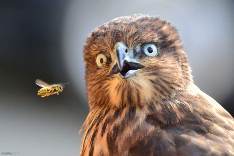 Birds and the bees | image tagged in birds and the bees | made w/ Imgflip meme maker