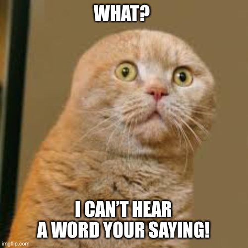  WHAT? I CAN’T HEAR A WORD YOUR SAYING! | image tagged in sad sad cat | made w/ Imgflip meme maker