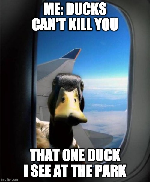 Duck on plane wing | ME: DUCKS CAN'T KILL YOU; THAT ONE DUCK I SEE AT THE PARK | image tagged in duck on plane wing | made w/ Imgflip meme maker