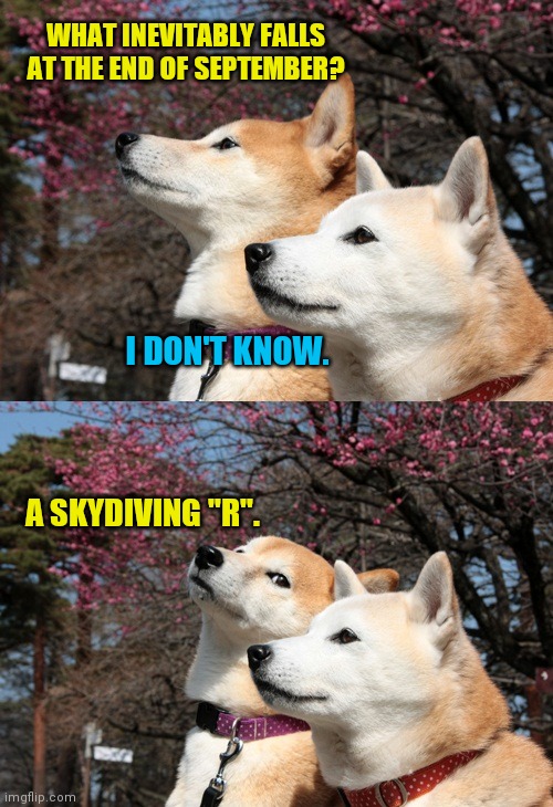 Bad pun dogs | WHAT INEVITABLY FALLS AT THE END OF SEPTEMBER? I DON'T KNOW. A SKYDIVING "R". | image tagged in bad pun dogs,joke,humor | made w/ Imgflip meme maker