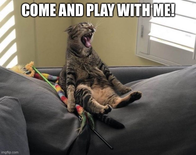  COME AND PLAY WITH ME! | image tagged in cat sitting and screaming | made w/ Imgflip meme maker