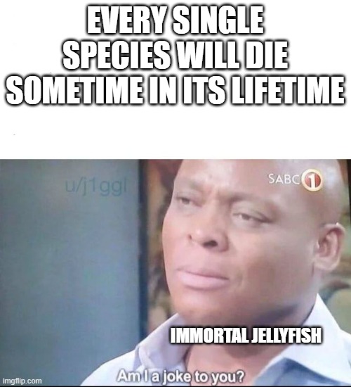 Immortal jellyfish is real i swear | EVERY SINGLE SPECIES WILL DIE SOMETIME IN ITS LIFETIME; IMMORTAL JELLYFISH | image tagged in am i a joke to you,jellyfish | made w/ Imgflip meme maker