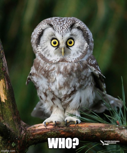 Owl | WHO? | image tagged in owl | made w/ Imgflip meme maker