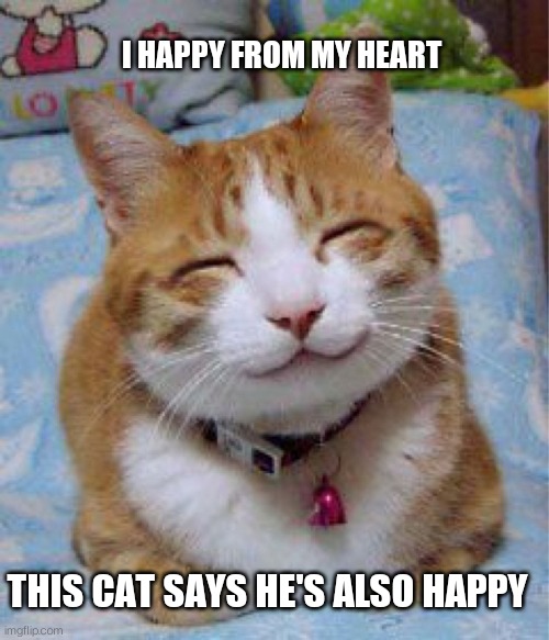 So Happy Cat | THIS CAT SAYS HE'S ALSO HAPPY I HAPPY FROM MY HEART | image tagged in so happy cat | made w/ Imgflip meme maker