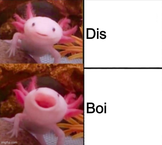 axolotl drake | Dis Boi | image tagged in axolotl drake | made w/ Imgflip meme maker