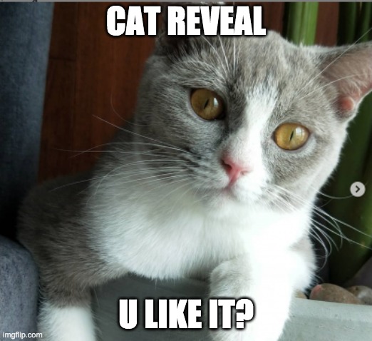 cat | CAT REVEAL; U LIKE IT? | image tagged in no | made w/ Imgflip meme maker