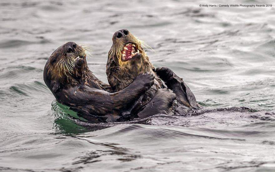 Hit otter Blank Meme Template