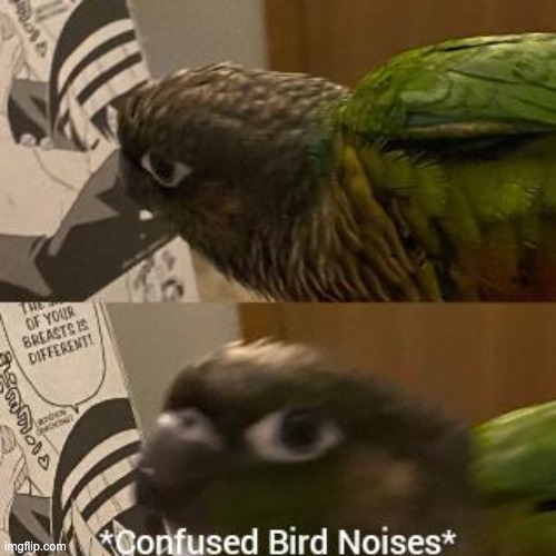 *confused bird noises* | image tagged in confused bird noises | made w/ Imgflip meme maker