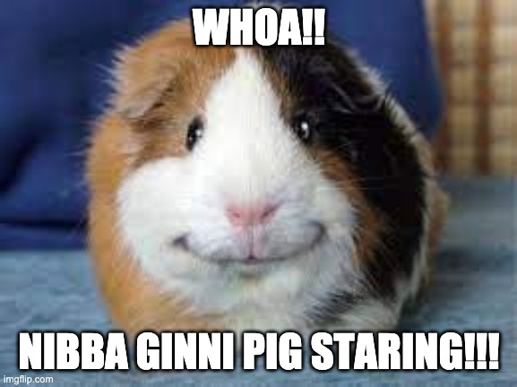 haha | WHOA!! NIBBA GINNI PIG STARING!!! | image tagged in grinny pig | made w/ Imgflip meme maker