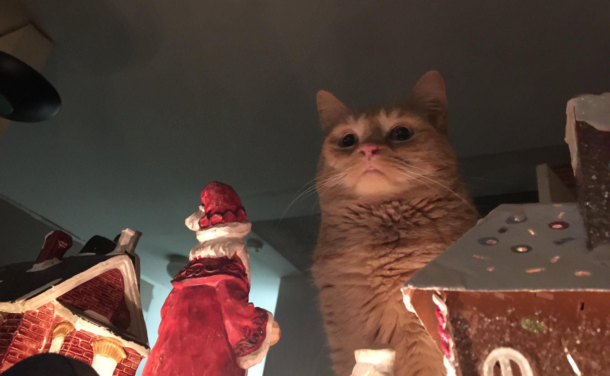 Cat pathetic looking at Christmas decorations Blank Meme Template
