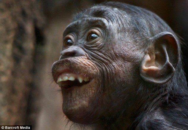 High Quality Monkey smile Blank Meme Template