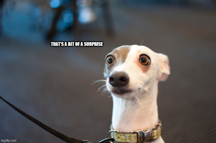 Surprise Dog | THAT'S A BIT OF A SURPRISE | image tagged in dog | made w/ Imgflip meme maker