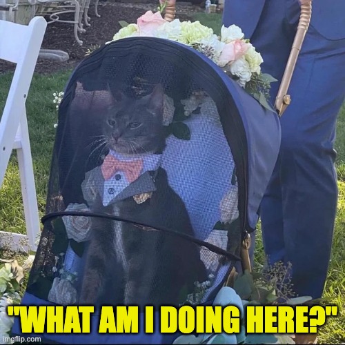 ''WHAT AM I DOING HERE?'' | image tagged in tags,cats,idk | made w/ Imgflip meme maker