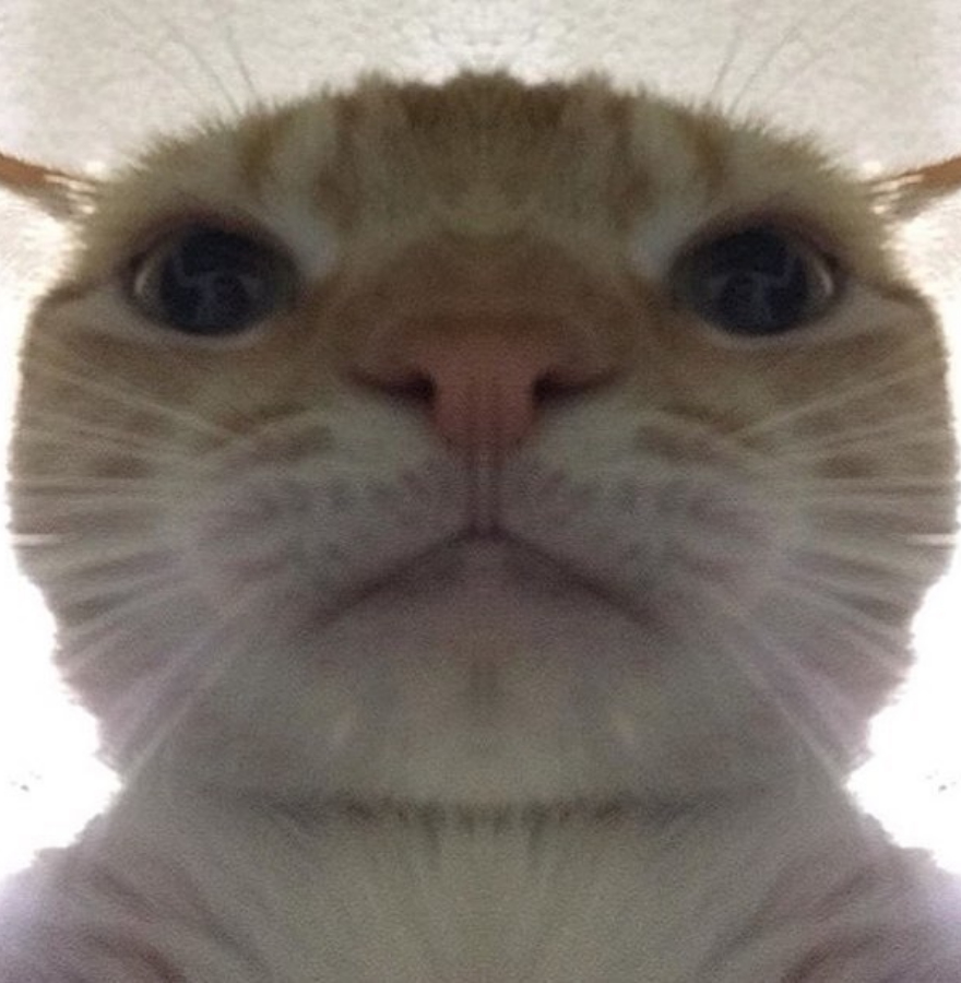 Glaring cat Blank Meme Template