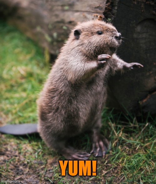 Beaver | YUM! | image tagged in beaver | made w/ Imgflip meme maker
