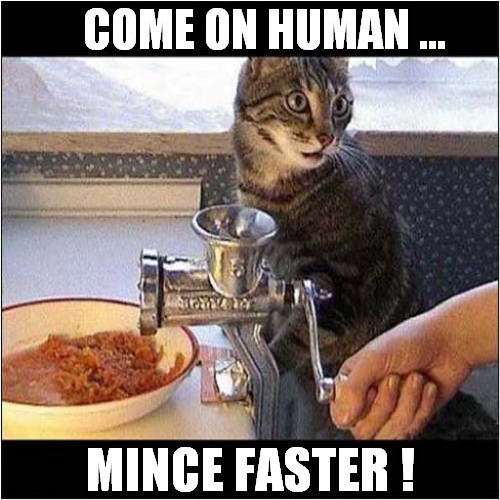 I Want It Now ! | COME ON HUMAN ... MINCE FASTER ! | image tagged in cats,greedy,mincer | made w/ Imgflip meme maker