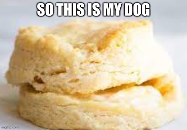 dog | SO THIS IS MY DOG | image tagged in food,big s moke better eat this,funny,dog | made w/ Imgflip meme maker