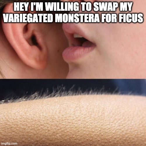 Whisper and Goosebumps | HEY I'M WILLING TO SWAP MY VARIEGATED MONSTERA FOR FICUS | image tagged in whisper and goosebumps | made w/ Imgflip meme maker