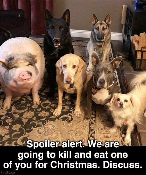 *nervous chuckle oink* | Spoiler alert. We are going to kill and eat one of you for Christmas. Discuss. | image tagged in funny memes,pet piggy | made w/ Imgflip meme maker
