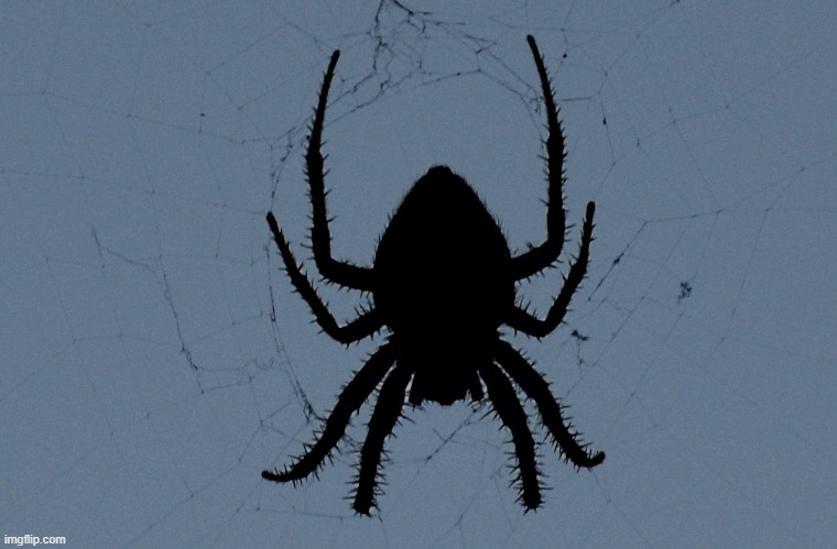 a close up of a spider on my clothes line | image tagged in spider,silhouette,clothes line | made w/ Imgflip meme maker