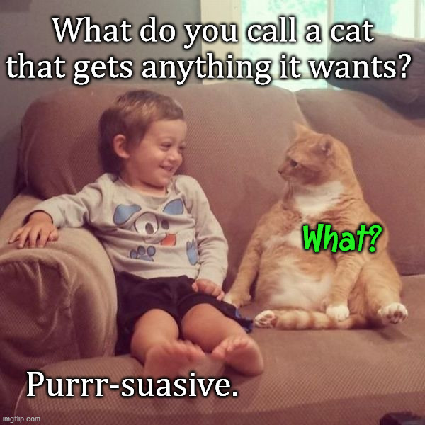 What do you call a cat that gets anything it wants? What? Purrr-suasive. | image tagged in cats | made w/ Imgflip meme maker