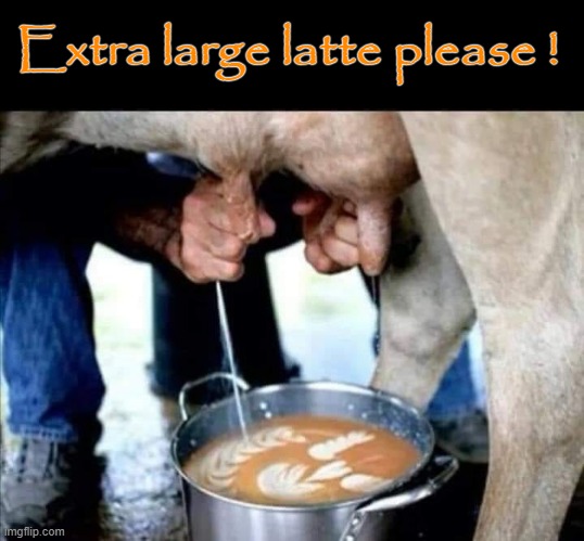 XL Latte ! | Extra large latte please ! | image tagged in i can milk you | made w/ Imgflip meme maker