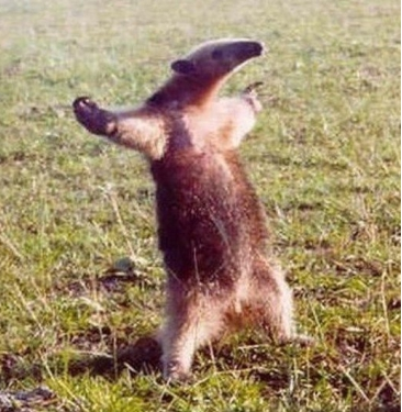 anteater_bring_it_on Blank Meme Template