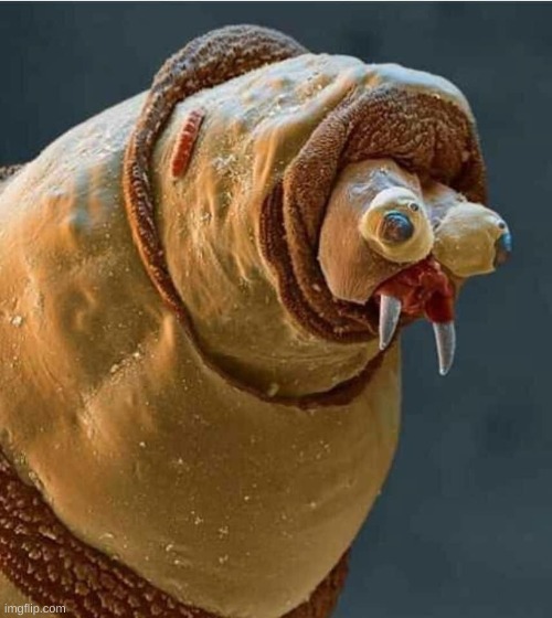 ptsd maggot | image tagged in ptsd maggot | made w/ Imgflip meme maker