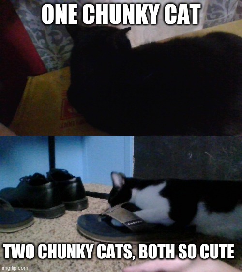 ONE CHUNKY CAT; TWO CHUNKY CATS, BOTH SO CUTE | made w/ Imgflip meme maker