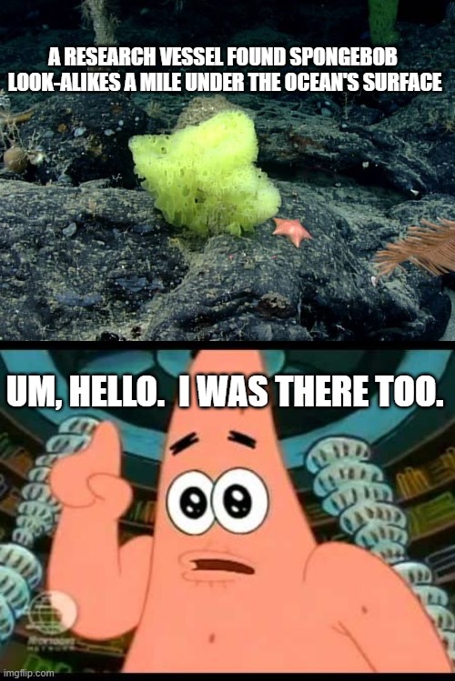 A RESEARCH VESSEL FOUND SPONGEBOB
 LOOK-ALIKES A MILE UNDER THE OCEAN'S SURFACE; UM, HELLO.  I WAS THERE TOO. | image tagged in memes,patrick says,spongebob,science,sponge | made w/ Imgflip meme maker