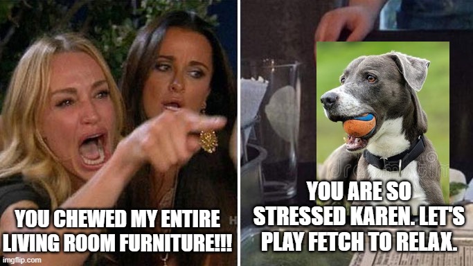 Angry lady cat | YOU CHEWED MY ENTIRE LIVING ROOM FURNITURE!!! YOU ARE SO STRESSED KAREN. LET'S PLAY FETCH TO RELAX. | image tagged in angry lady cat | made w/ Imgflip meme maker