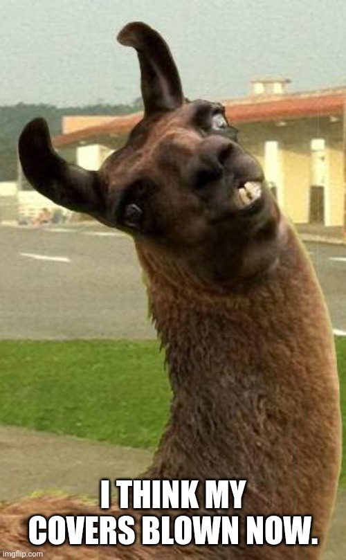 llama | I THINK MY COVERS BLOWN NOW. | image tagged in llama | made w/ Imgflip meme maker