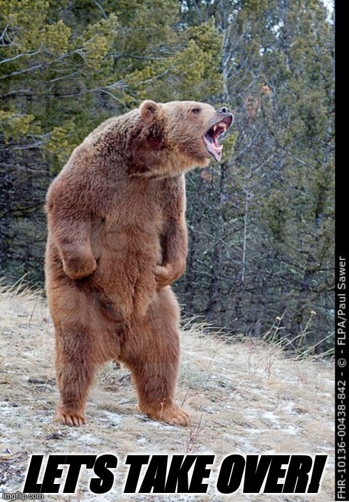 Bears usurping the stream | LET'S TAKE OVER! | image tagged in angry bear,bears,grizzly bear,grizzly,usurping,takeover | made w/ Imgflip meme maker