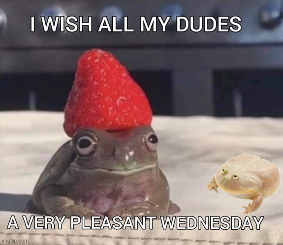 It is Wednesday my dudes | image tagged in it is wednesday my dudes,aaa,frogs,strawberry,cute | made w/ Imgflip meme maker