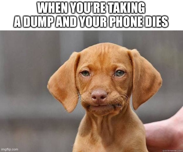 Idk what to title this so… How was your day? | WHEN YOU’RE TAKING A DUMP AND YOUR PHONE DIES | image tagged in disapointed dog,bathroom humor | made w/ Imgflip meme maker