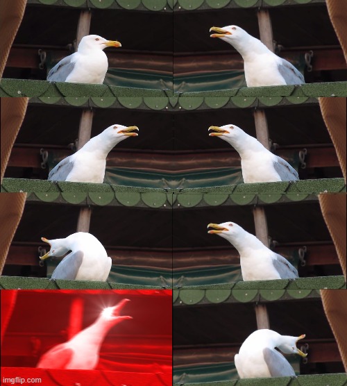 High Quality Two Seagulls Blank Meme Template