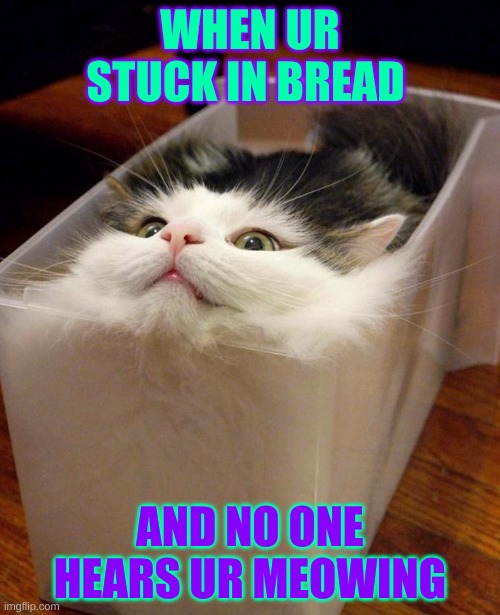 bread cat | WHEN UR STUCK IN BREAD; AND NO ONE HEARS UR MEOWING | image tagged in grumpy cat | made w/ Imgflip meme maker