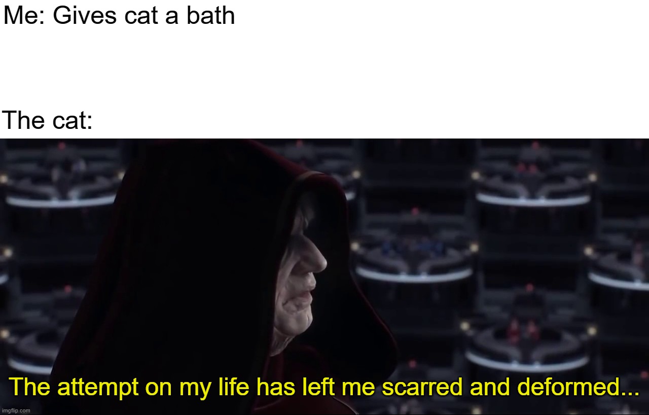 This Attempt On My Life Has Left Me Scarred and Deformed | Me: Gives cat a bath; The cat: | image tagged in this attempt on my life has left me scarred and deformed | made w/ Imgflip meme maker