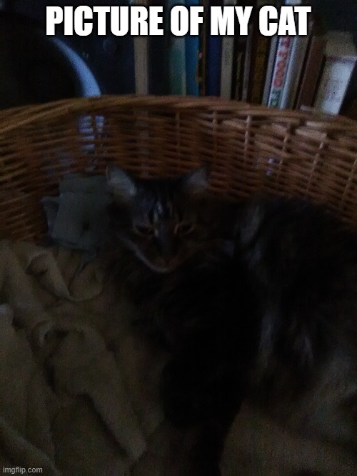 meow meow, his name is Bearie | PICTURE OF MY CAT | made w/ Imgflip meme maker