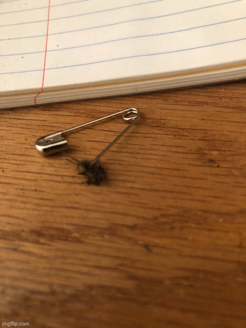 i impaled a fly | made w/ Imgflip meme maker