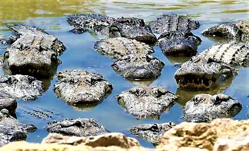 Add gators to the borders river Blank Meme Template