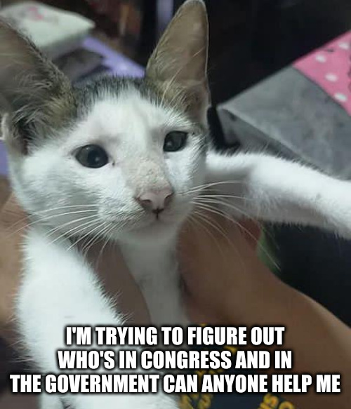 pretty girl's cat template | I'M TRYING TO FIGURE OUT WHO'S IN CONGRESS AND IN THE GOVERNMENT CAN ANYONE HELP ME | image tagged in babys cat | made w/ Imgflip meme maker