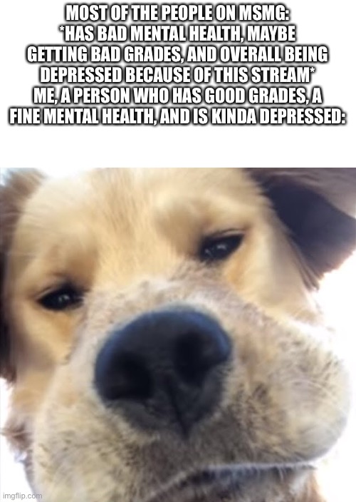 Doggo bruh | MOST OF THE PEOPLE ON MSMG: *HAS BAD MENTAL HEALTH, MAYBE GETTING BAD GRADES, AND OVERALL BEING DEPRESSED BECAUSE OF THIS STREAM*
ME, A PERSON WHO HAS GOOD GRADES, A FINE MENTAL HEALTH, AND IS KINDA DEPRESSED: | image tagged in doggo bruh | made w/ Imgflip meme maker