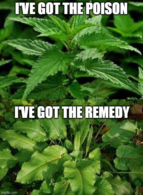 I'VE GOT THE POISON; I'VE GOT THE REMEDY | image tagged in nettles | made w/ Imgflip meme maker