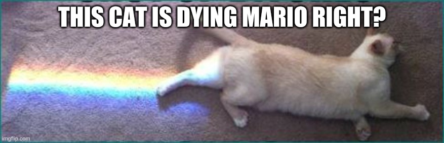 poop rainbows | THIS CAT IS DYING MARIO RIGHT? | image tagged in poop rainbows | made w/ Imgflip meme maker